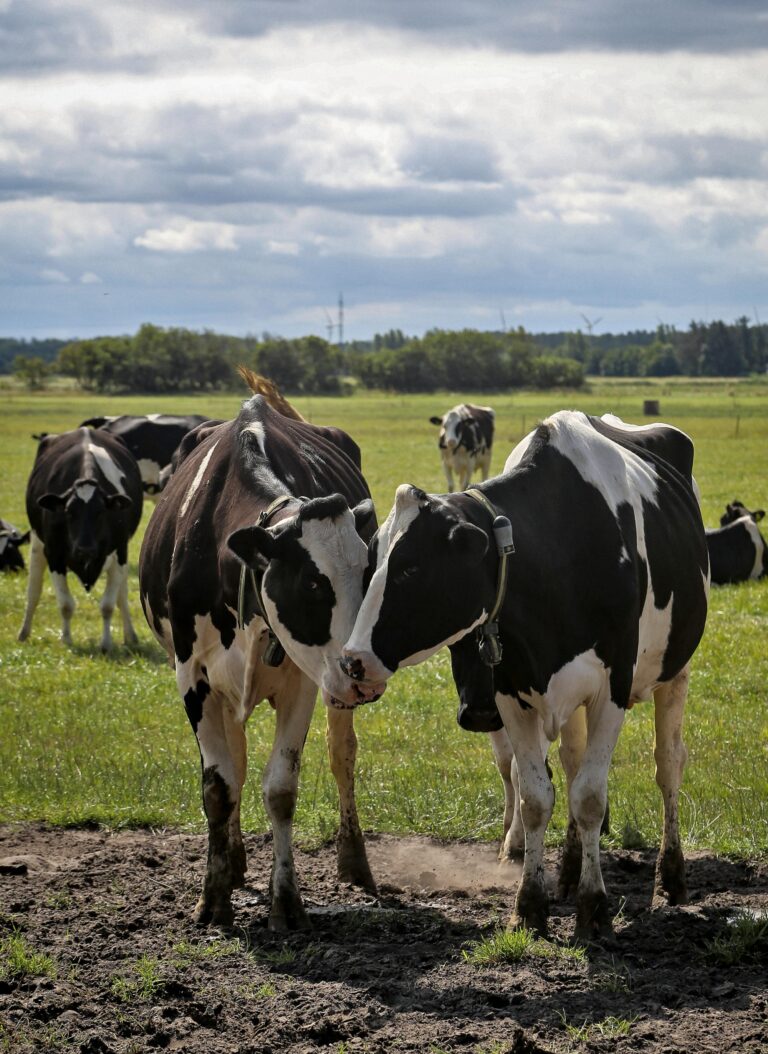Gecombineerde opgave 2025