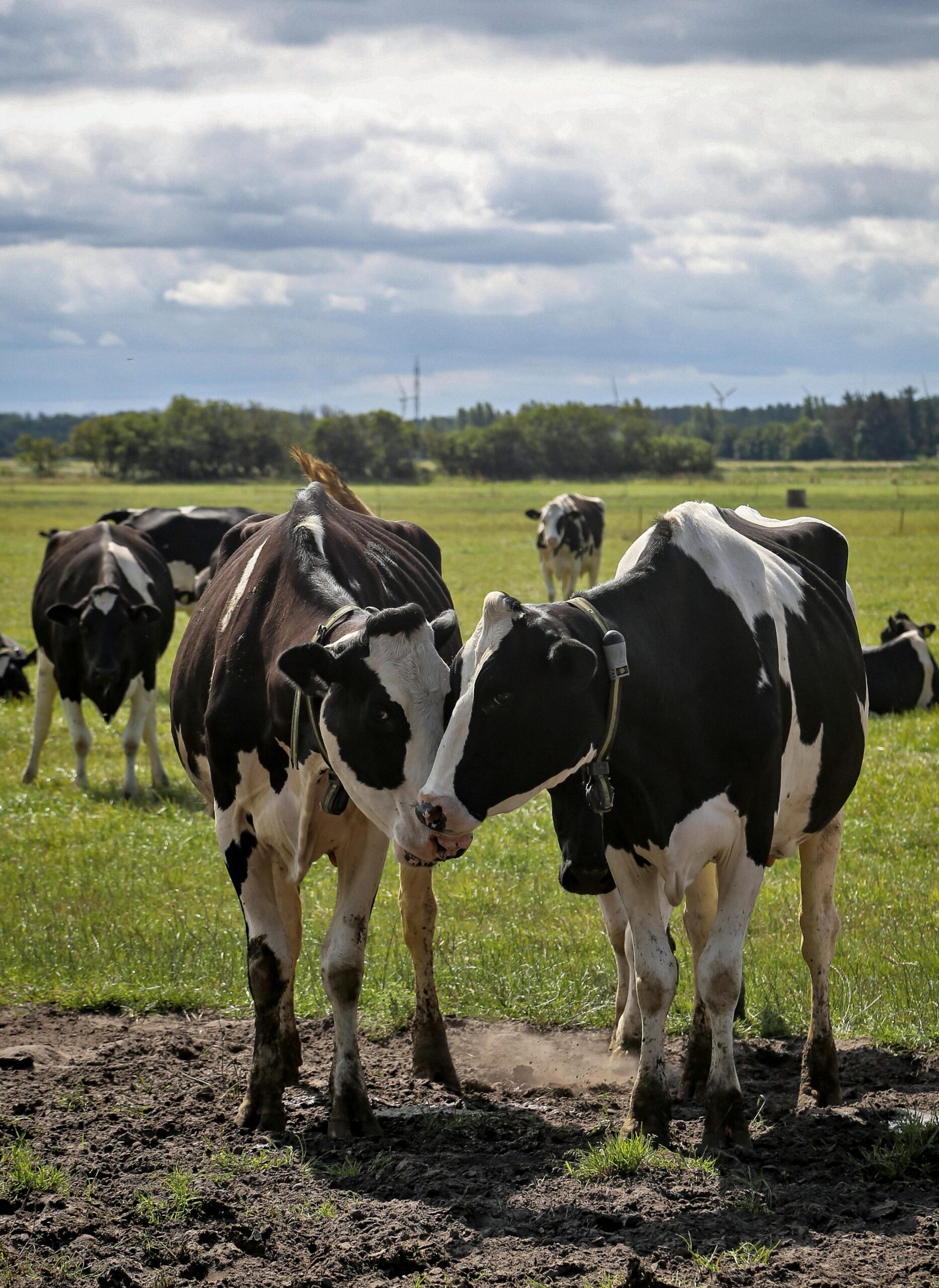 Gecombineerde opgave 2025